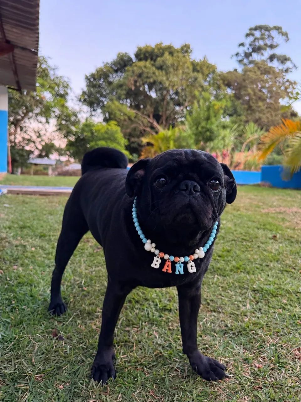 Coleira personalizada Pet  - Foto 2