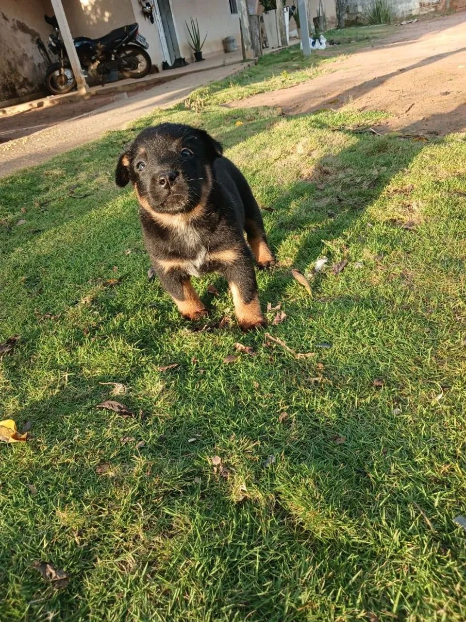 Filhotes de Blue Heeler - Foto 4