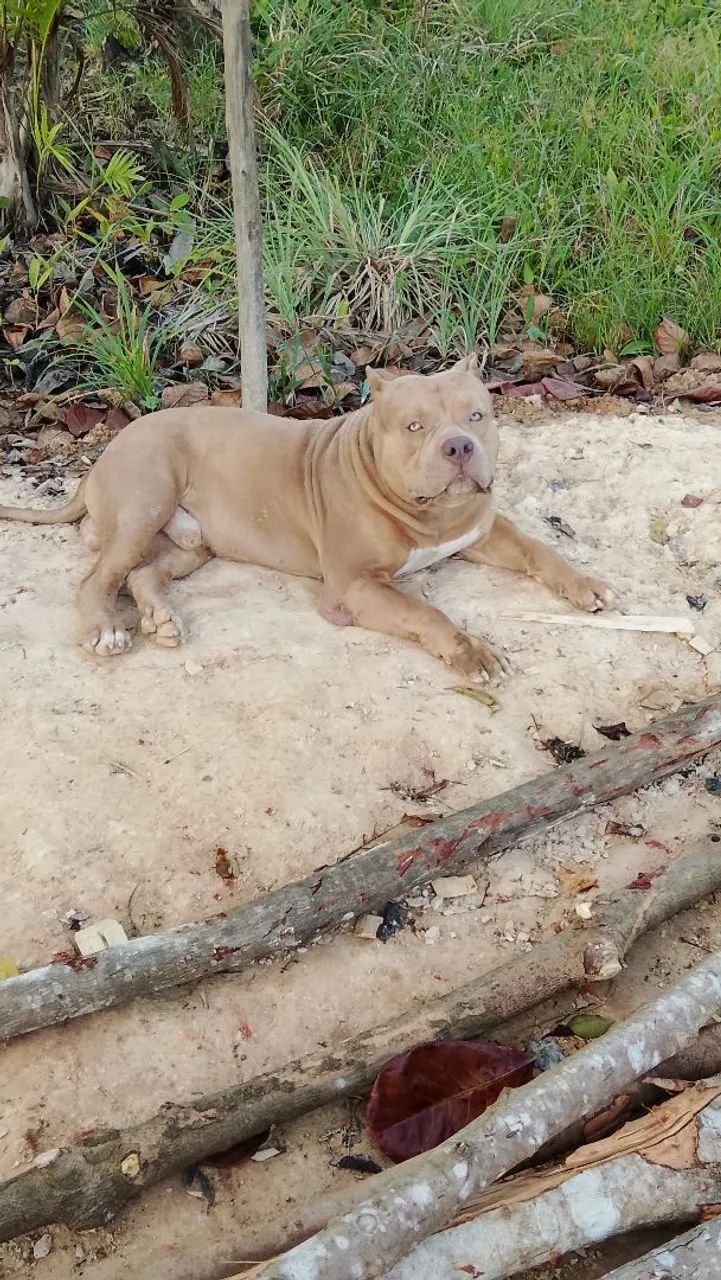 Monster merle" cruza " - Foto 3
