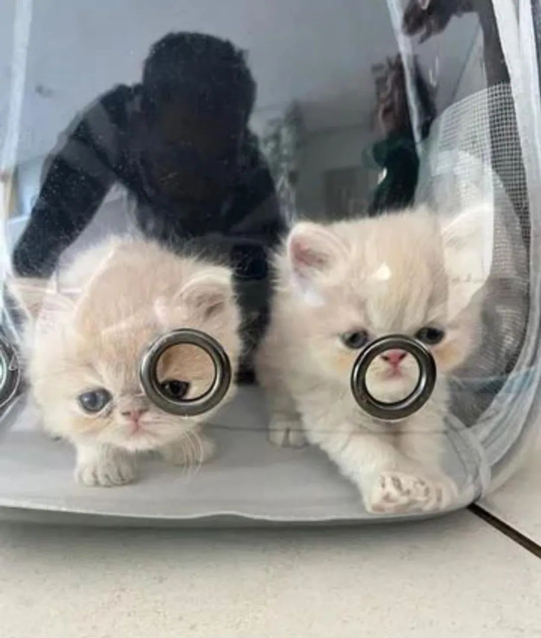 Vendo Filhotes Gato Persa  - Foto 3