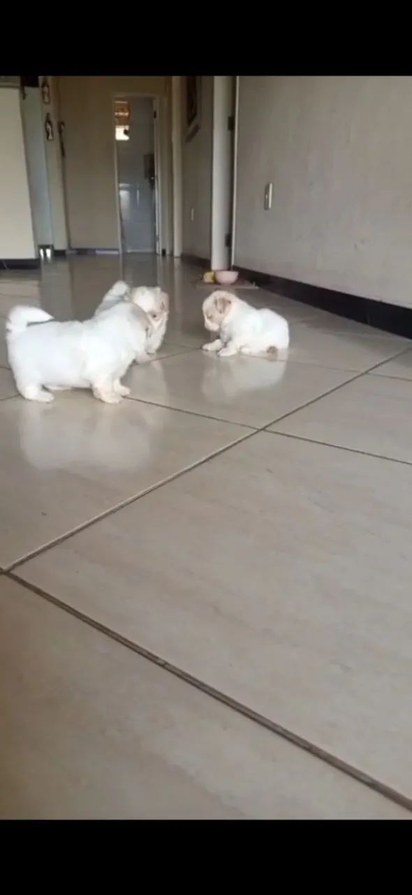 Cachorrinho Shih-tzu - Foto 2