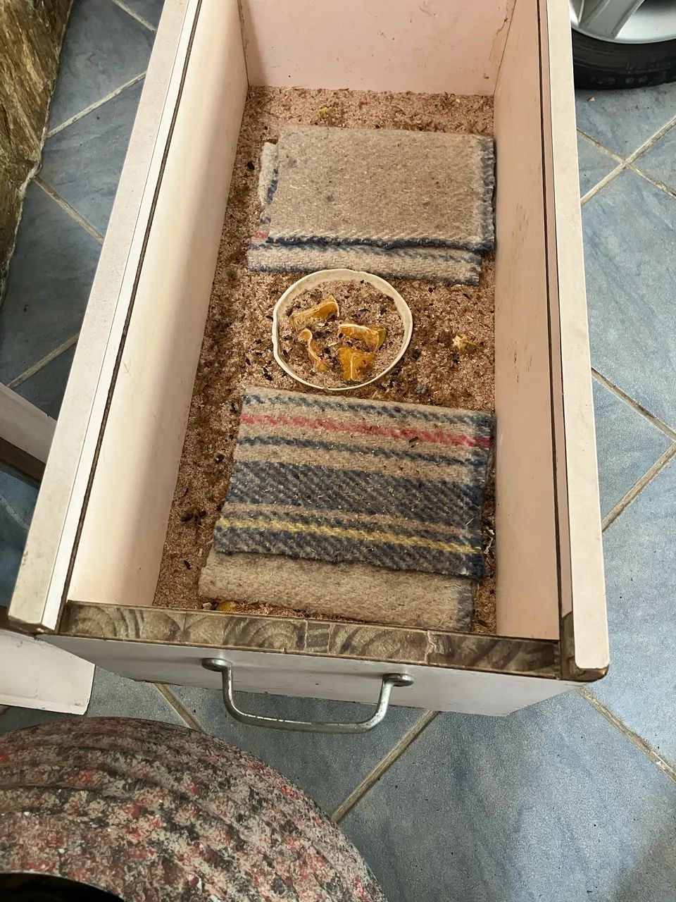 Caixa com tenebrios  - Foto 2