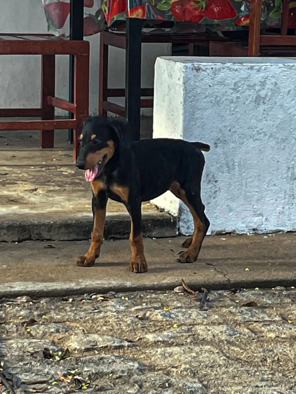 Filhotes de doberman com pedigree   - Foto 5
