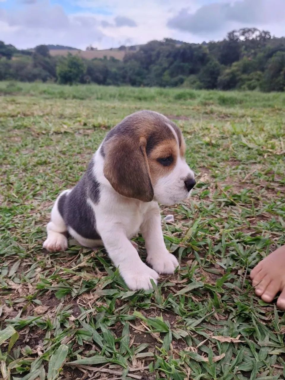 Filhotes Beagle Disponíveis - Foto 3