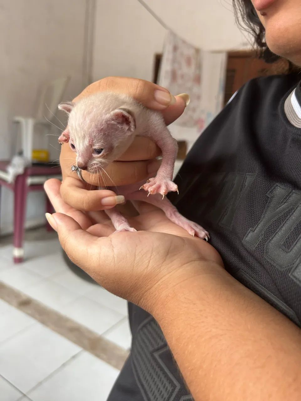 GATOS PARA ADOÇÃO RESPONSÁVEL - Foto 5