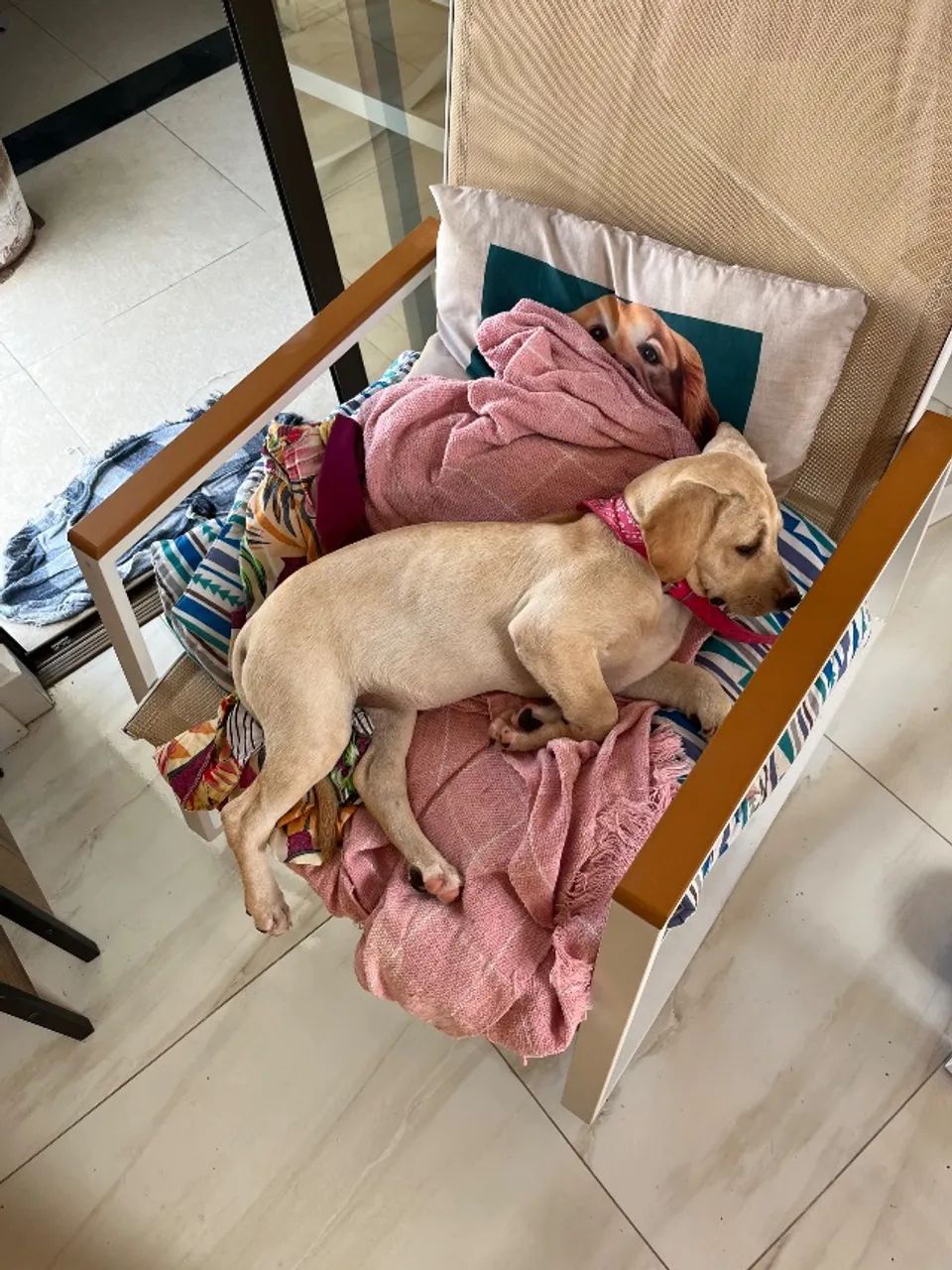 Adoção responsável  - Foto 4