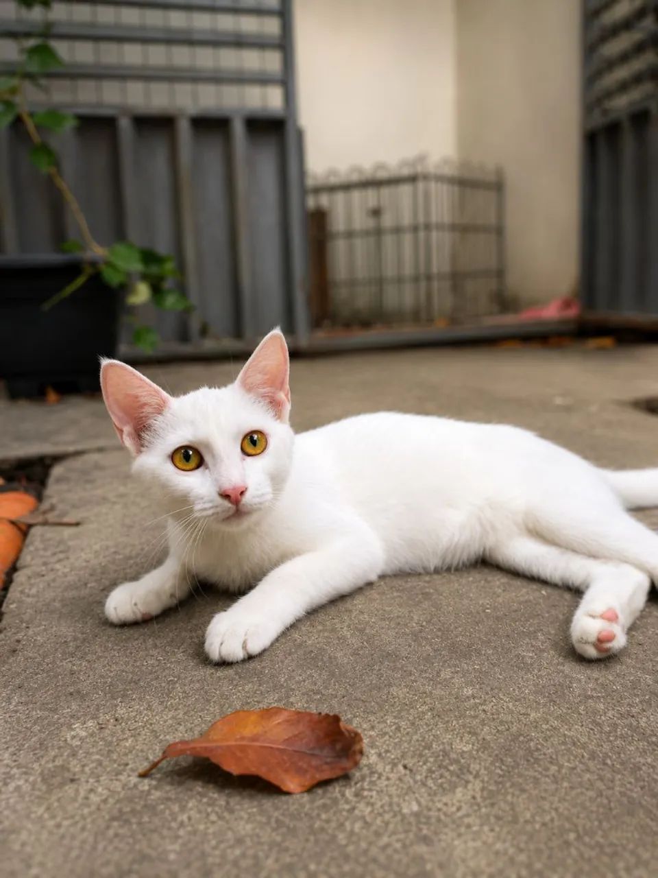 Gatinha castrada para adoção 
