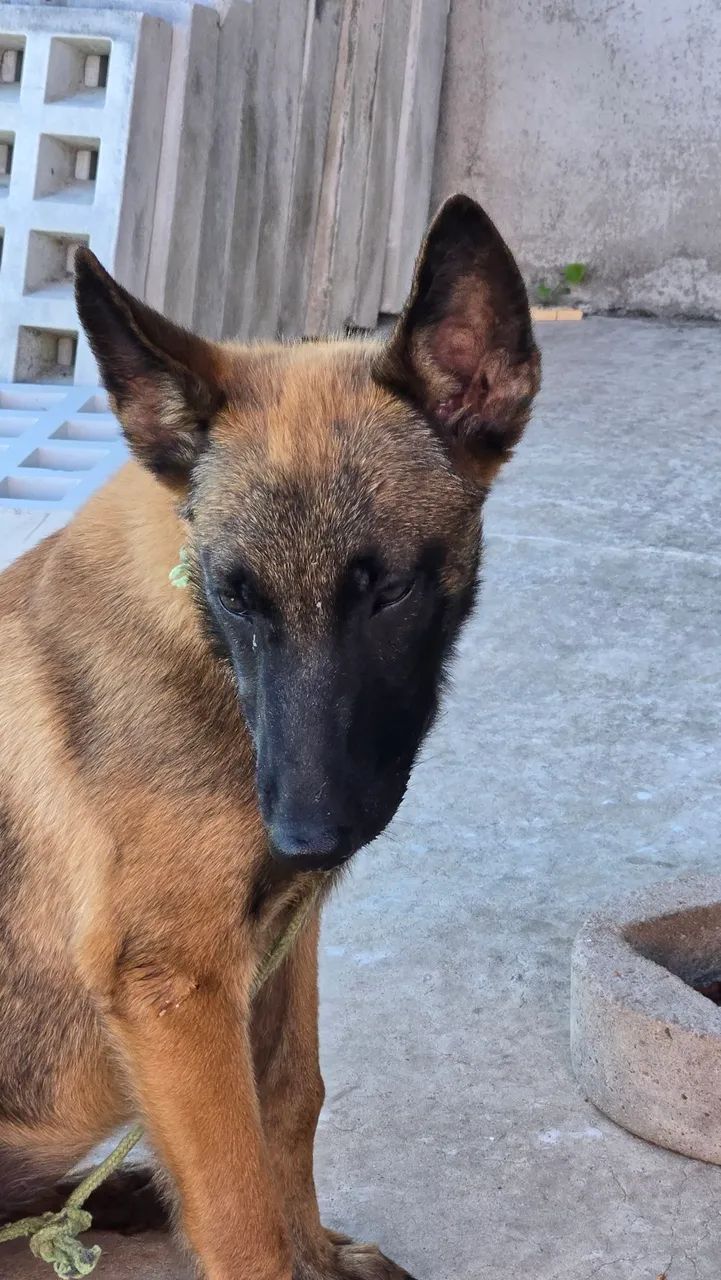 Pastor Belga Malinois puro - Foto 3
