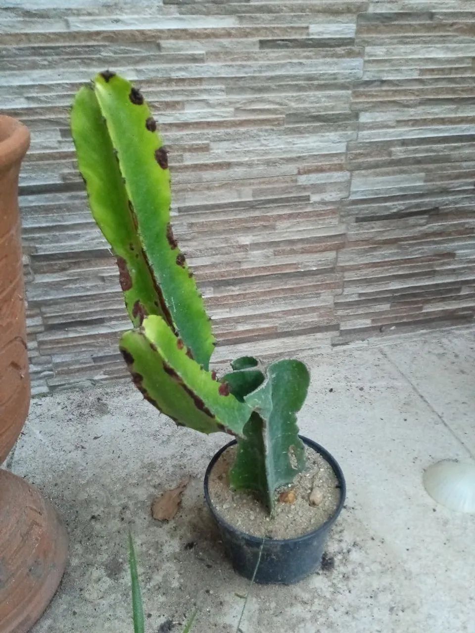 Planta