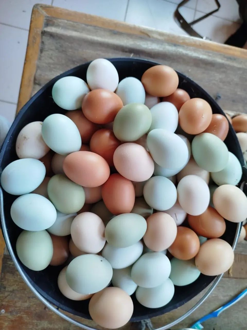 Frangas frangos pintinhos galinhas da angola ovos galados rações codornas  gsb - Foto 6