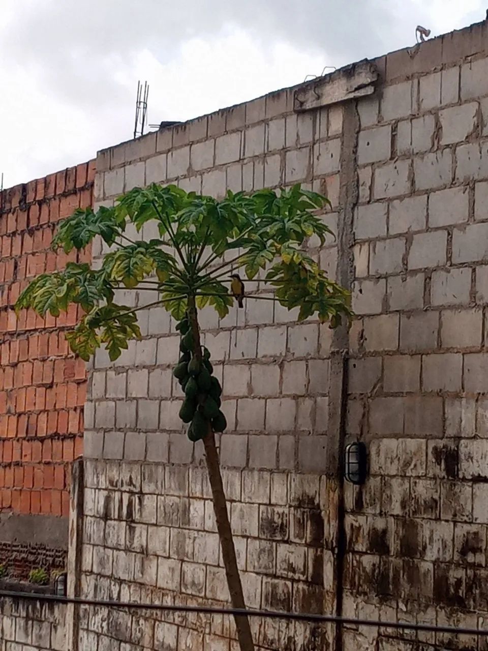 Terreno à venda  - Foto 4