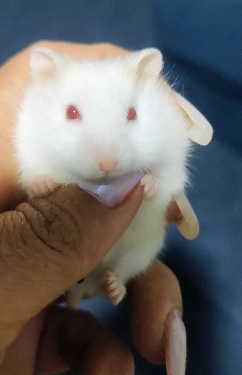 HAMSTER ANÃO RUSSO FILHOTES  - Foto 2