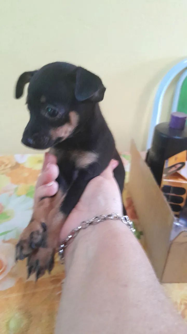 Cachorro pinscher número 1 - Foto 2