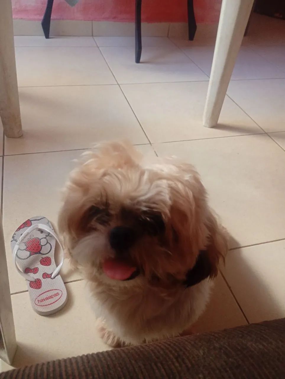 Shitzu  - Foto 2