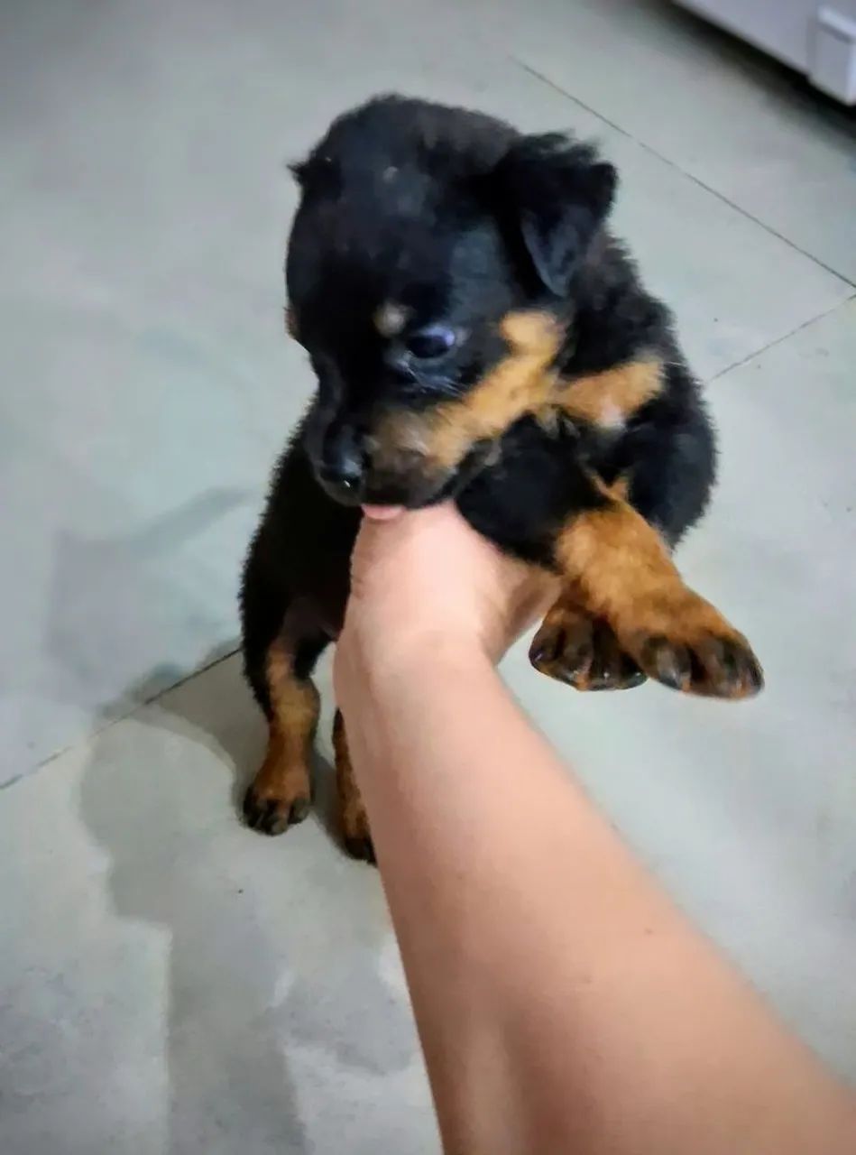 Filhotes de Rottweiler  - Foto 4