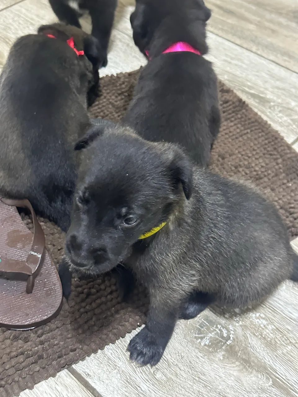 Pastor Belga Malinois  - Foto 2