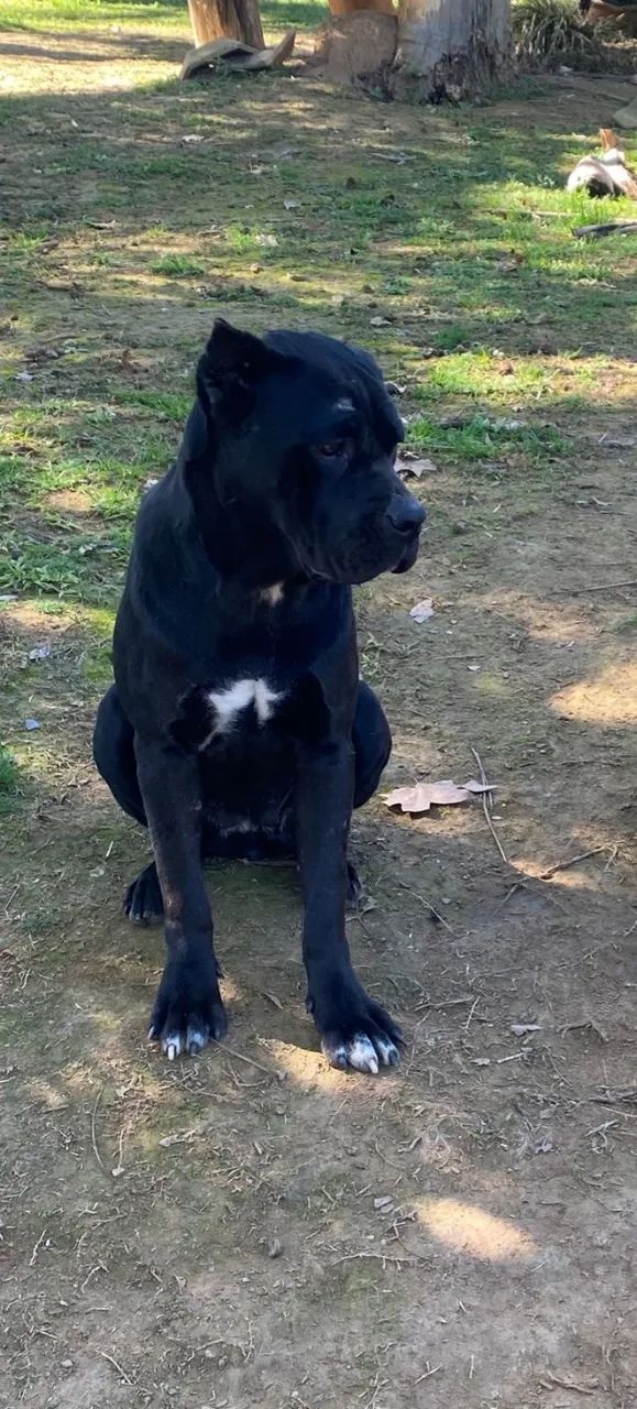 Fêmea de Cane corso adulta  - Foto 2