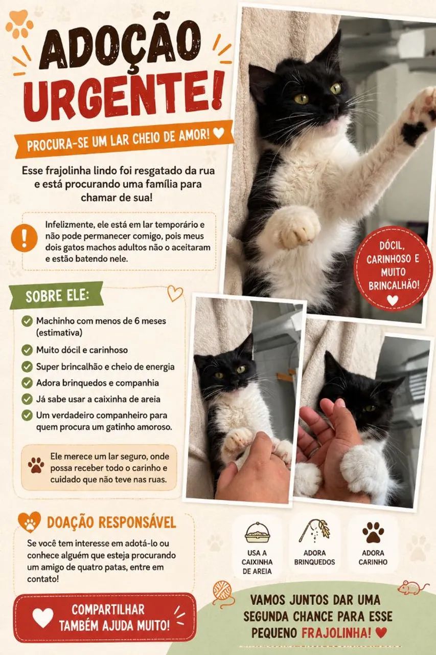 Doação de gato