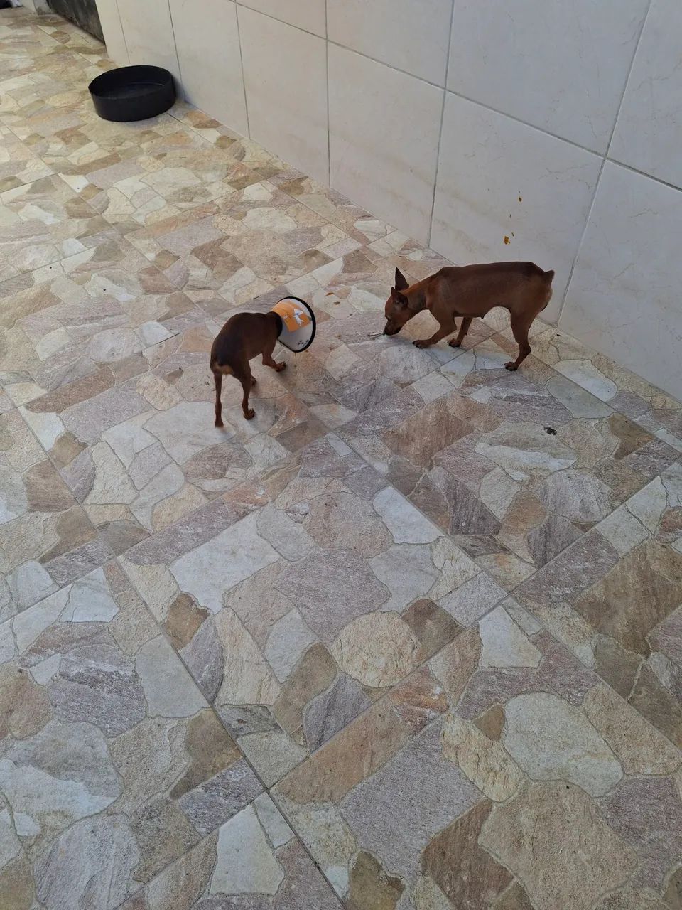 Pinsher 1 - Foto 5