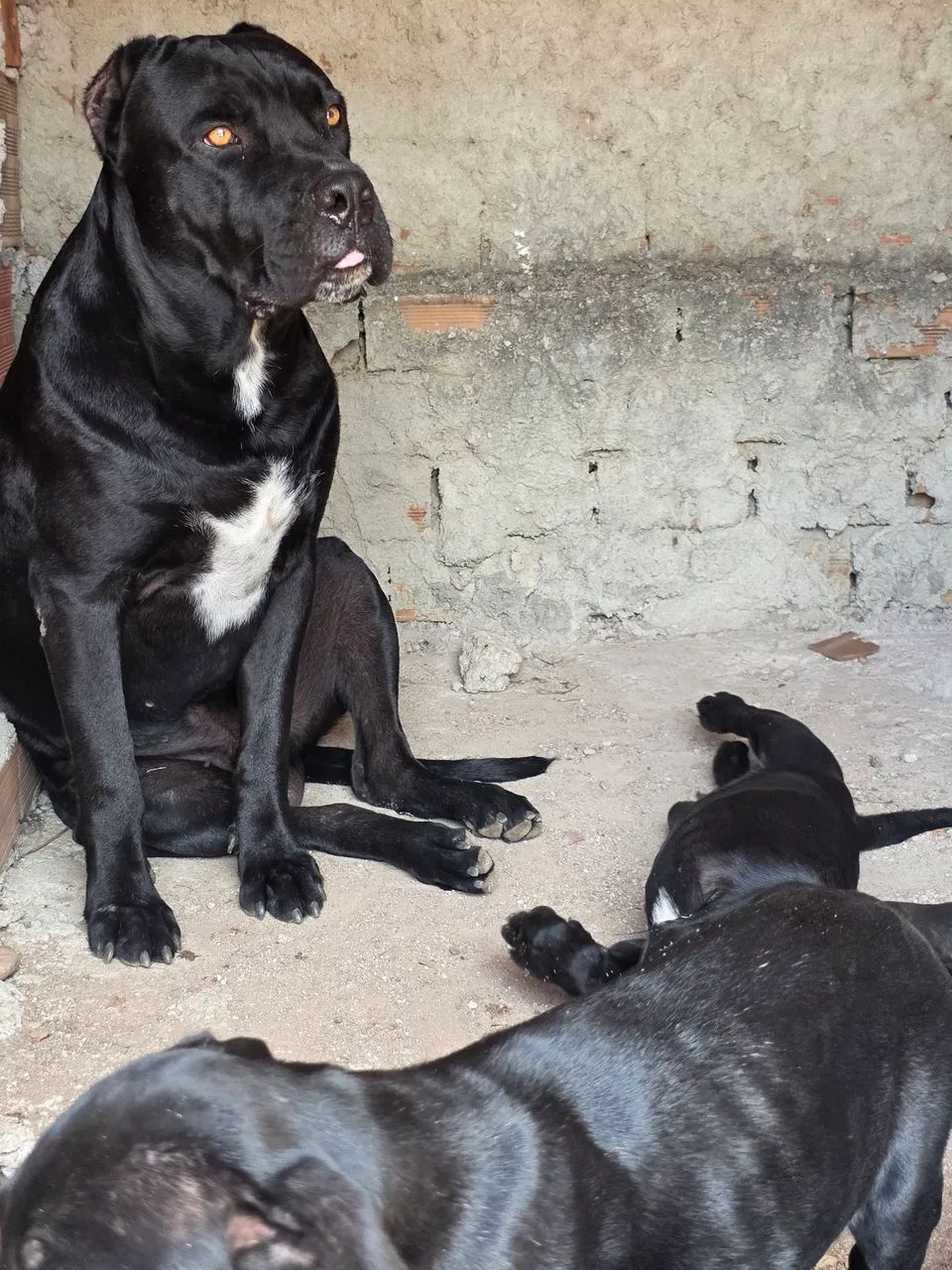 Filhotes de canecorso italiano - Foto 5