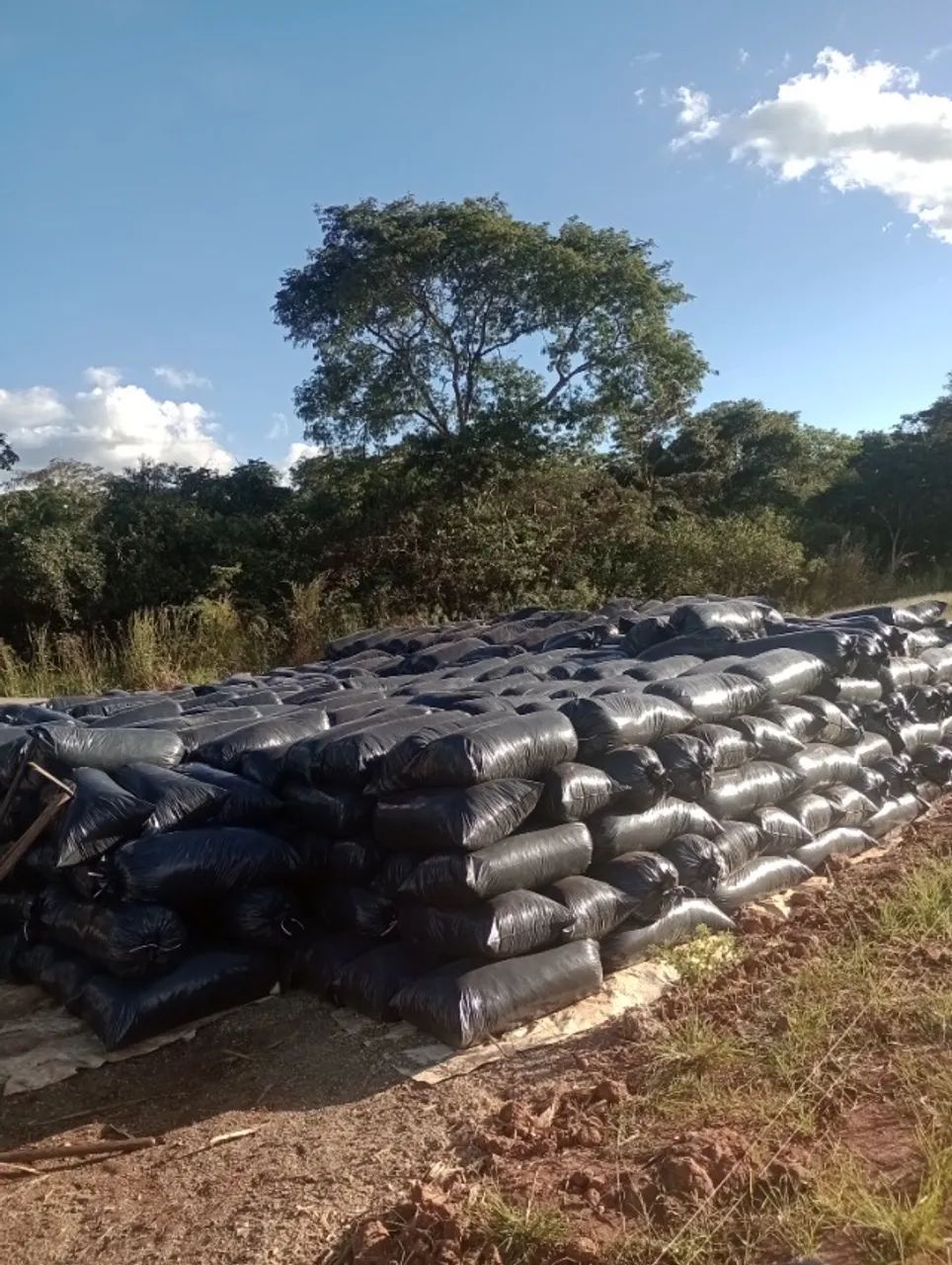 Silagem ensacado  - Foto 4