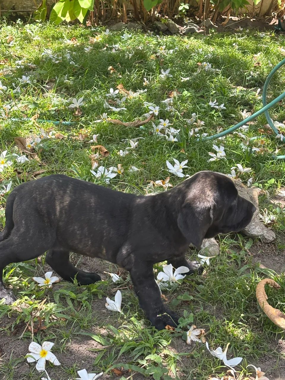 Fila Brasileiro  - Foto 3