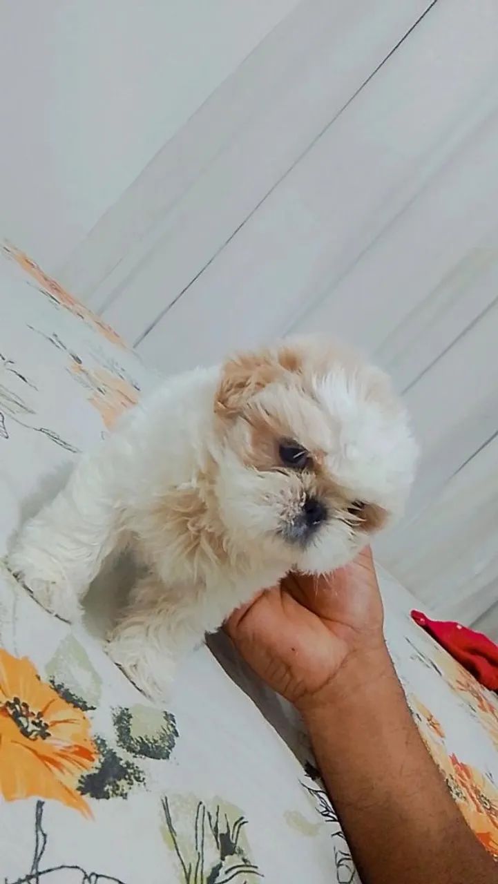 Cachorro shih Tzu macho - Foto 5