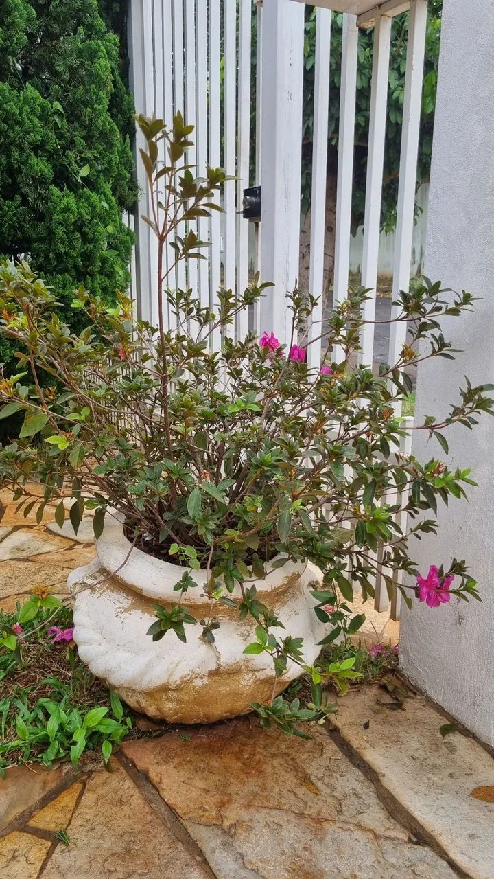 Vendo plantas - Foto 4