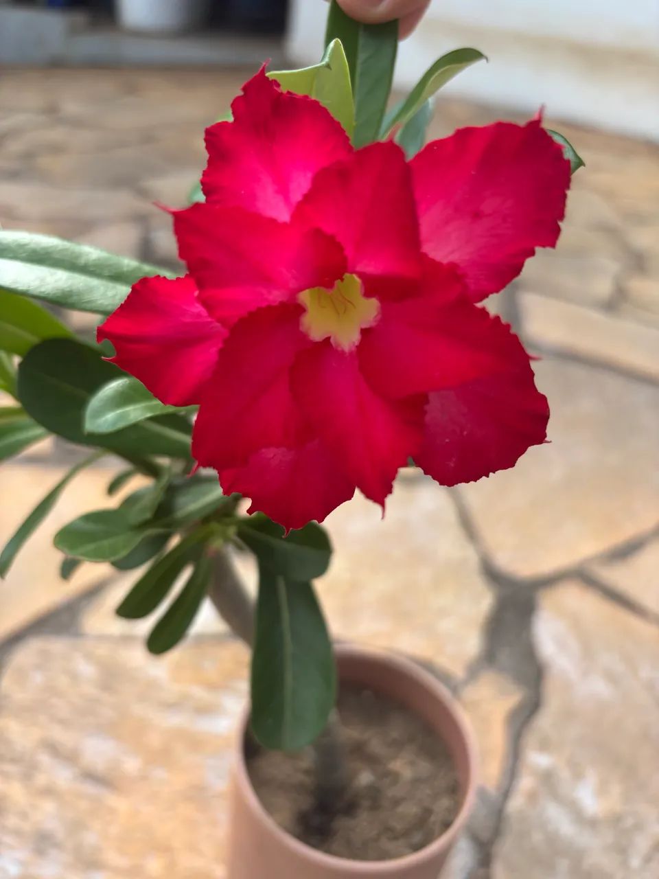 Rosa do deserto - Foto 2