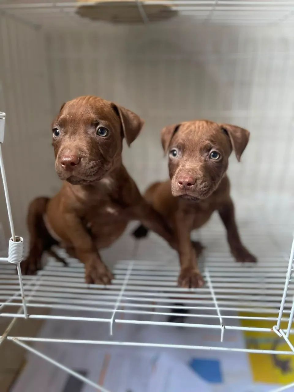 Pitt Bull machos  - Foto 2