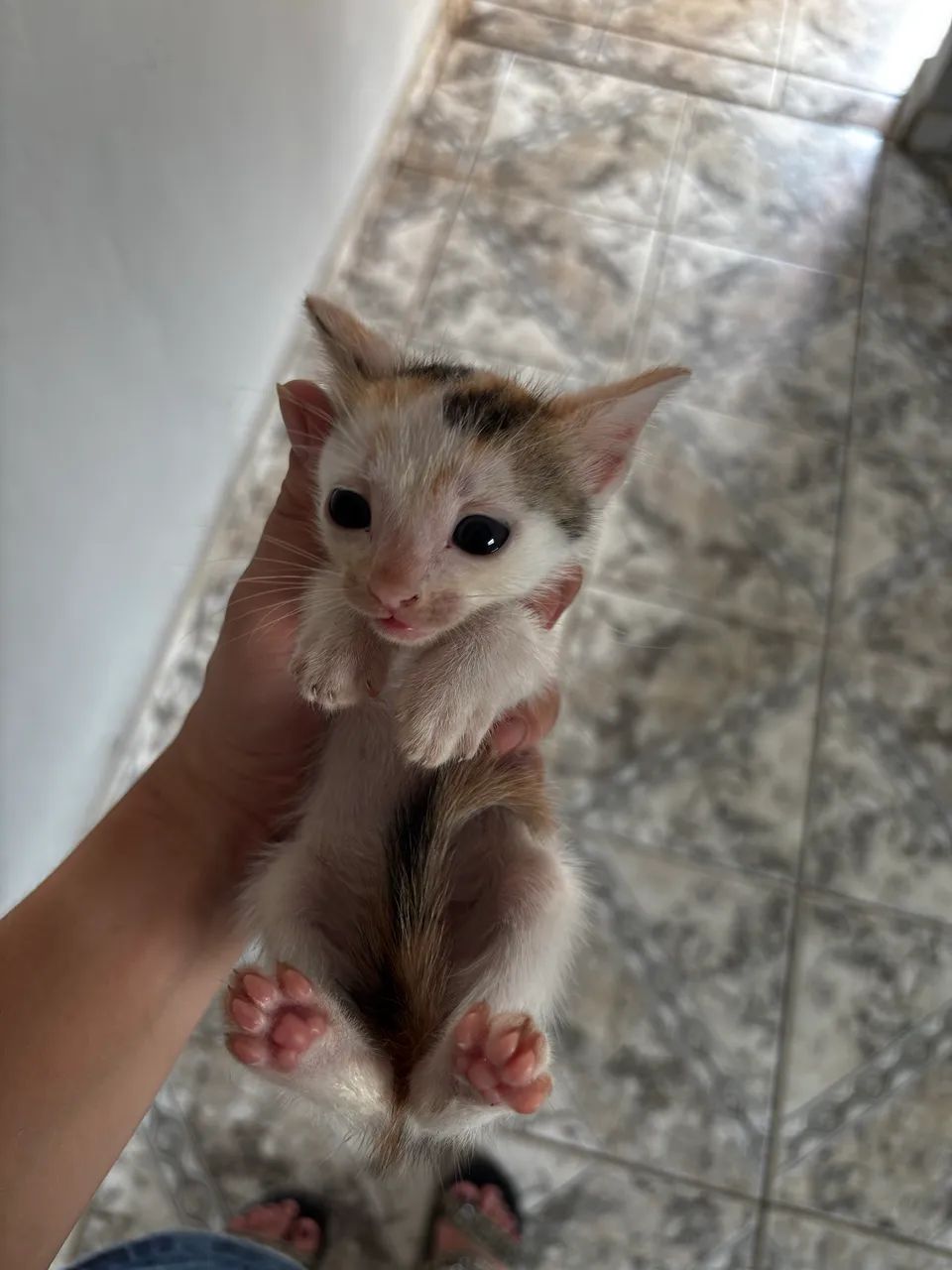 Doação de gatinhos - Foto 3