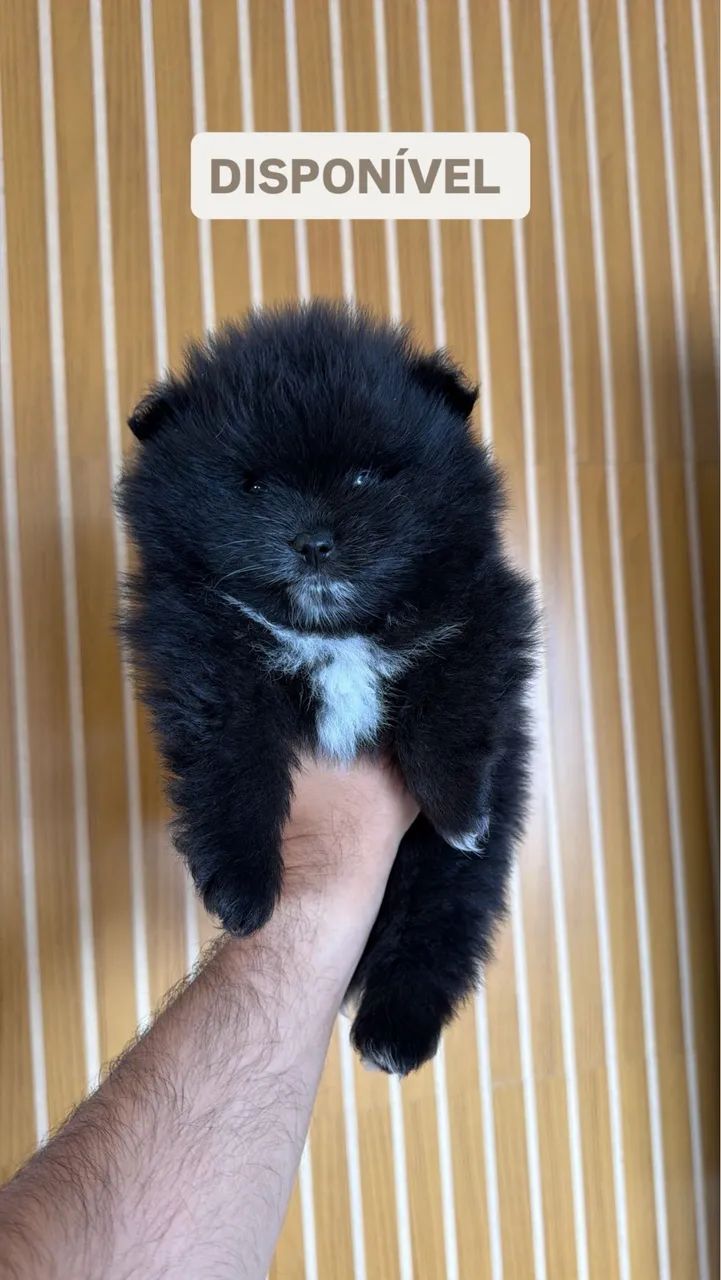 LULU DA POMERANEA  - Foto 2