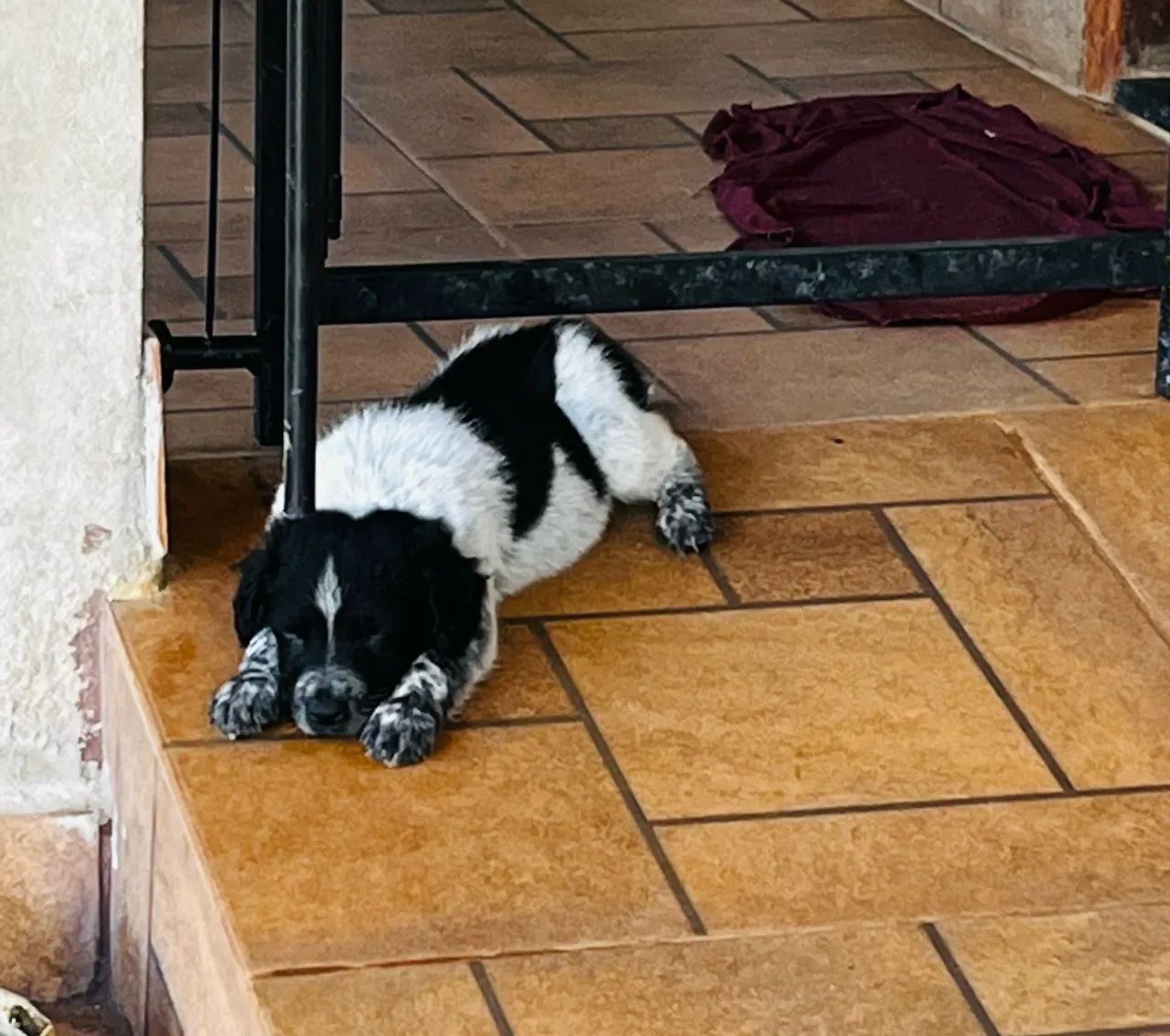 Filhotes de Border Collie - Foto 3