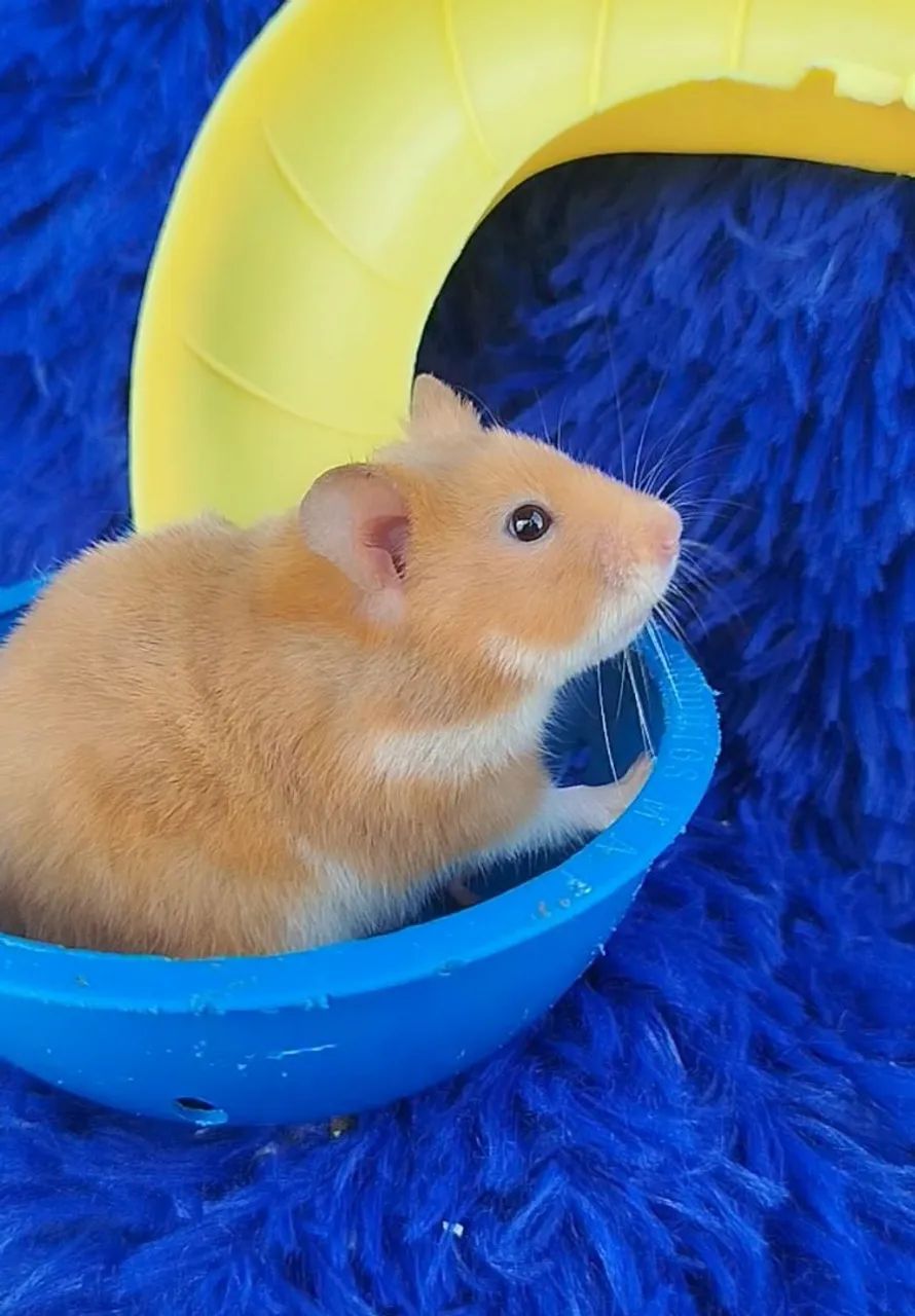 Hamester super mansos