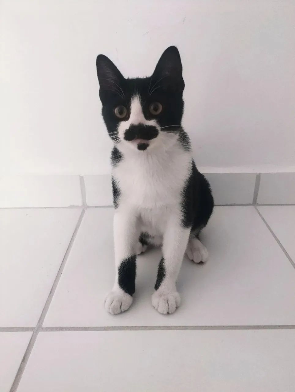 Doação gato Frajola