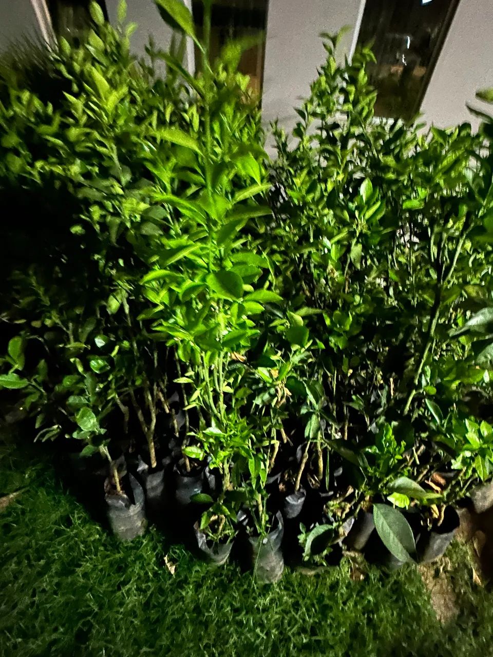 Mudas de Laranja  - Foto 3