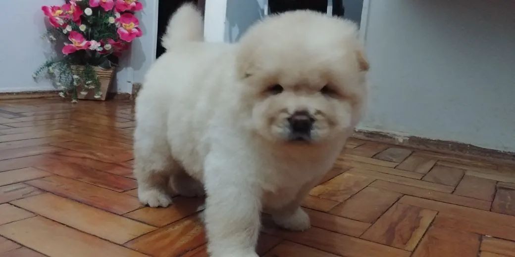 Chow Chow 