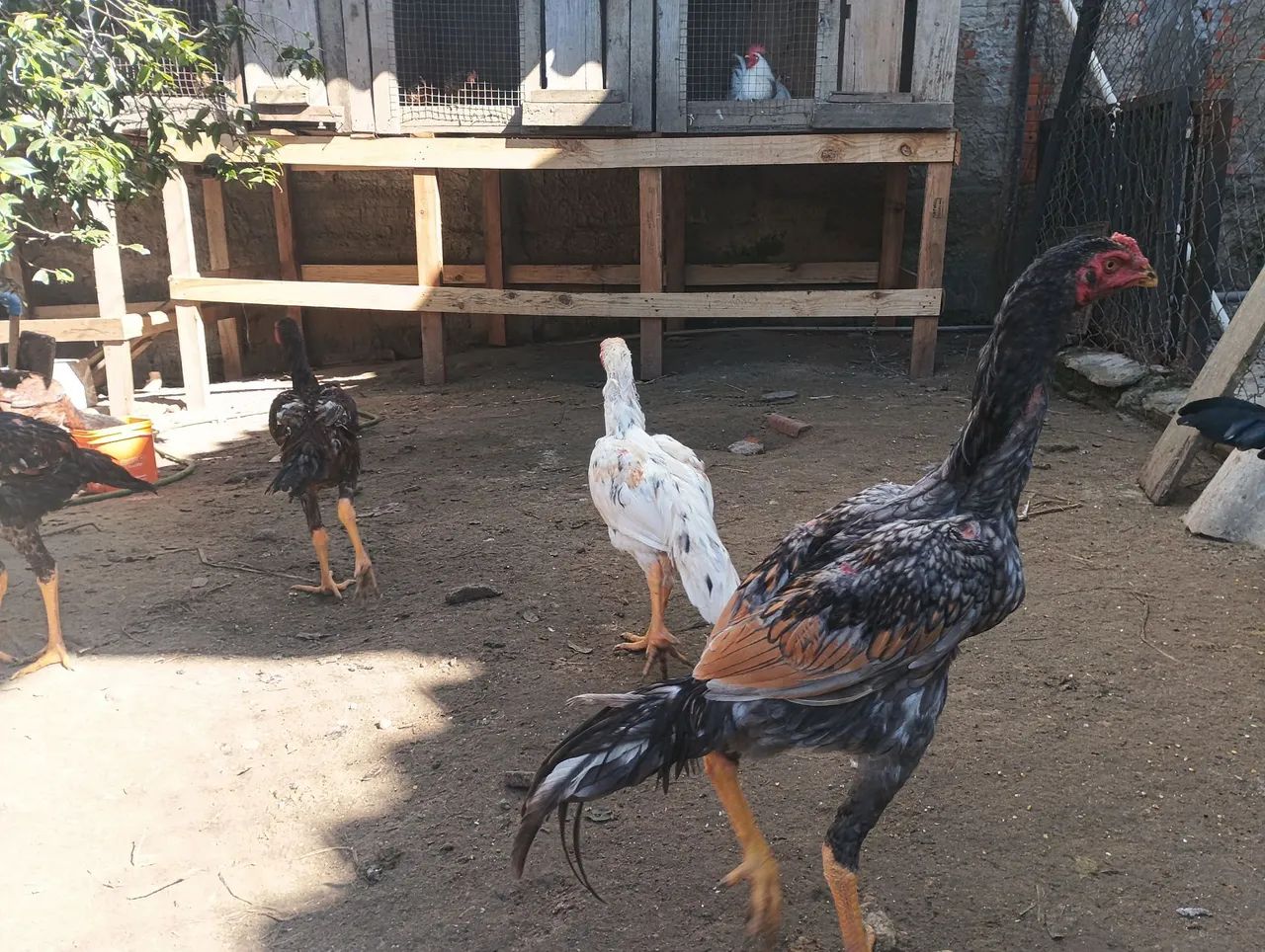 Frango mura - Foto 2