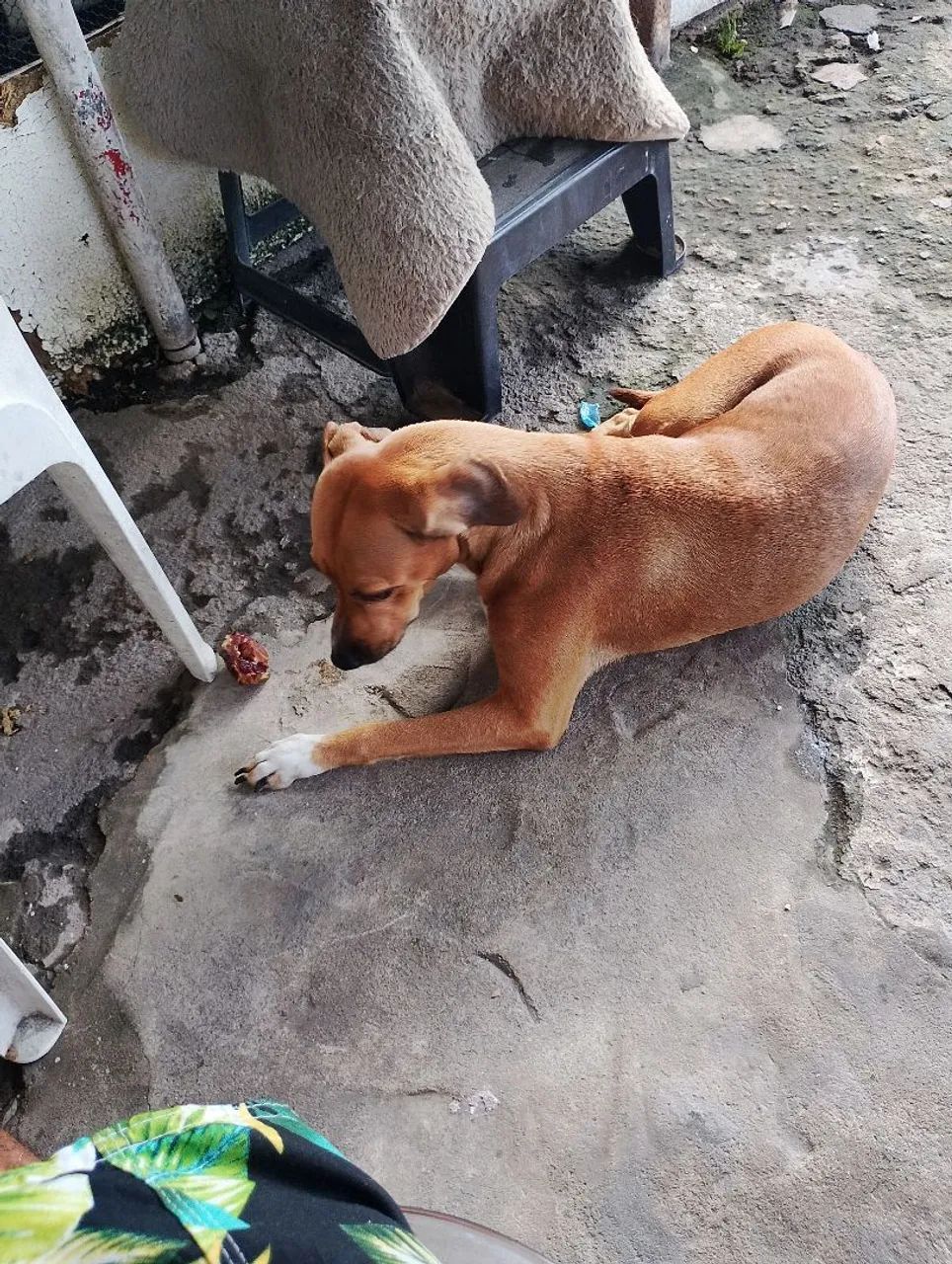 Estou doando essa cachorrinha - Foto 3