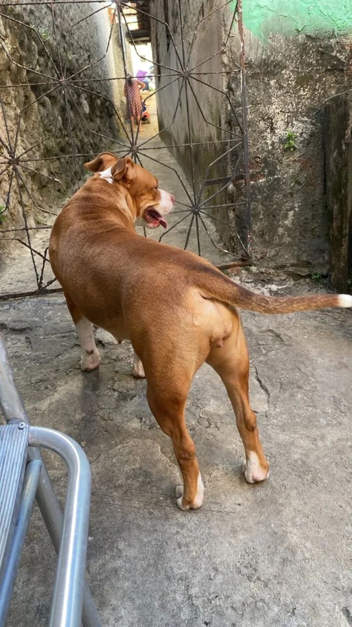 Doaçao de cachorro - Foto 2