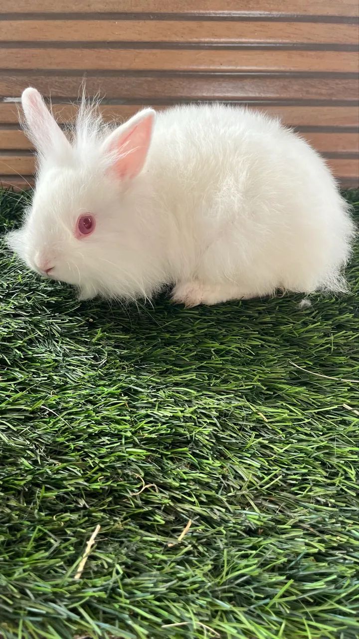 Mini coelho Anão - Foto 4