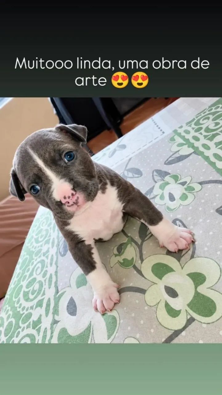 Vende-se Pitbull 