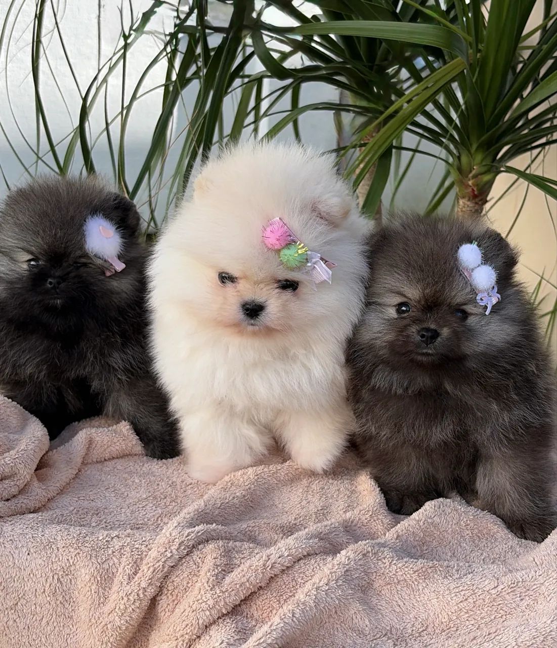 Spitz alemão  - Foto 2