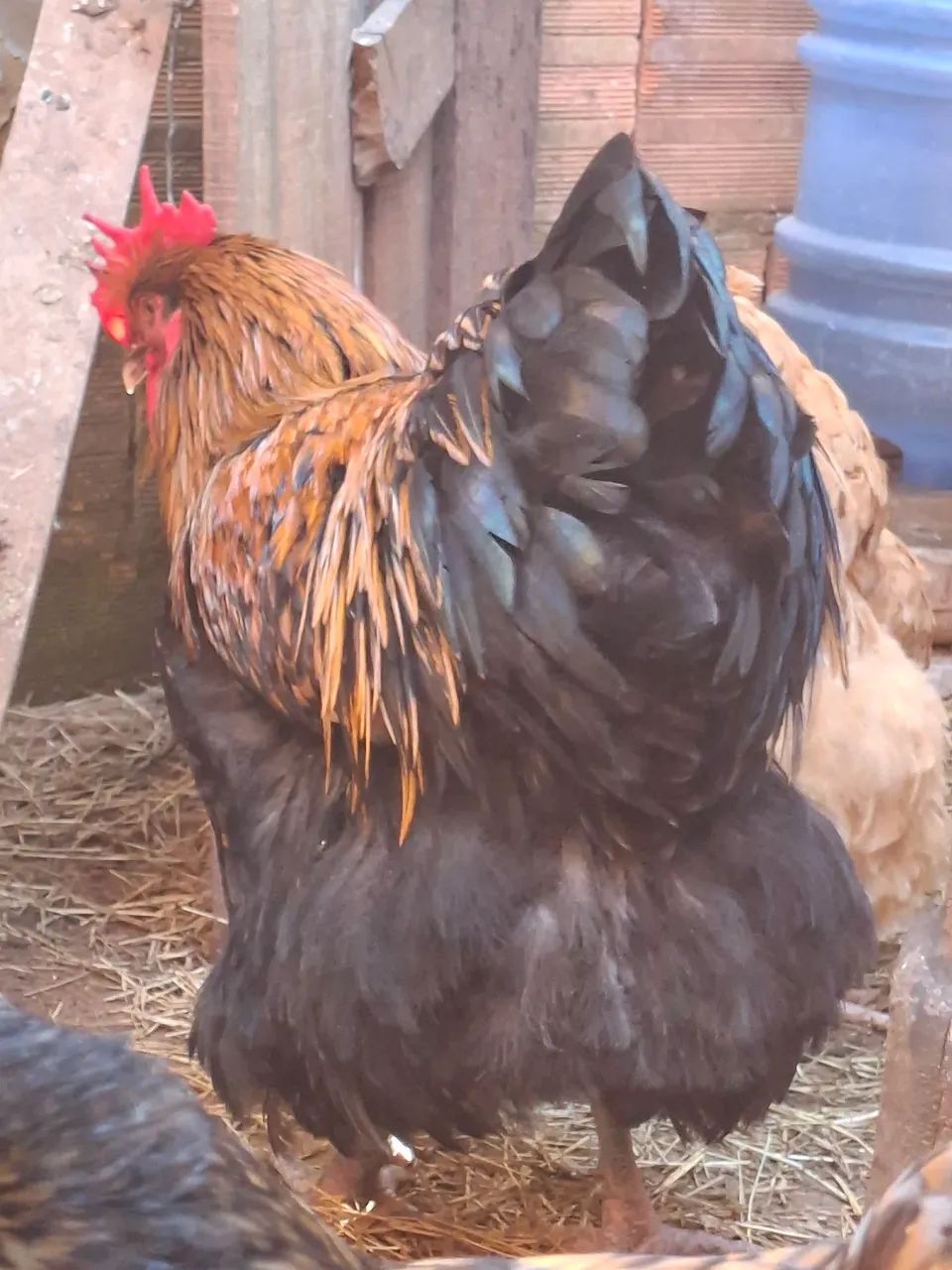 Ovos férteis  - Foto 3