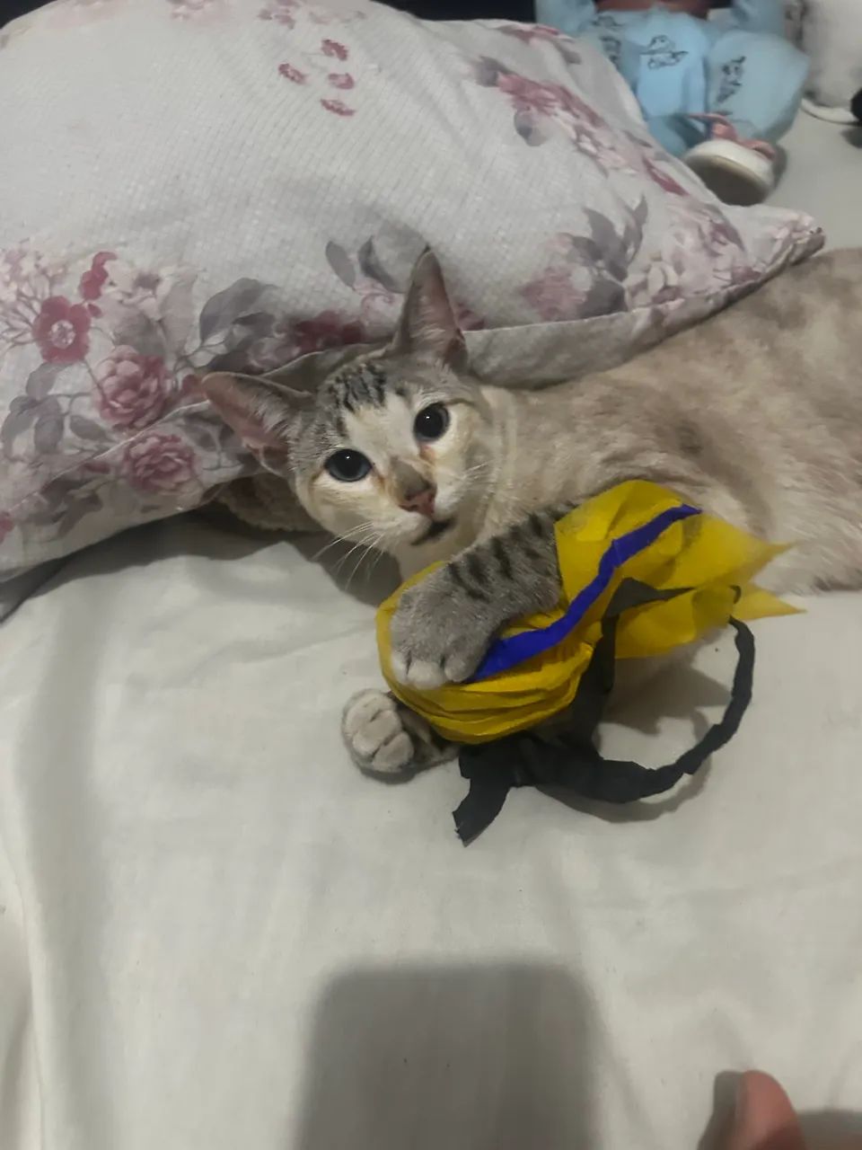 Doa-se gata castrada e muito dócil  - Foto 3