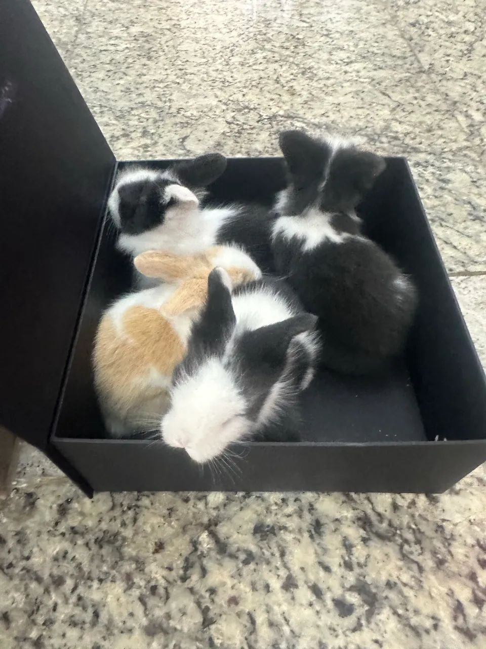 Coelhos Mini - Foto 2