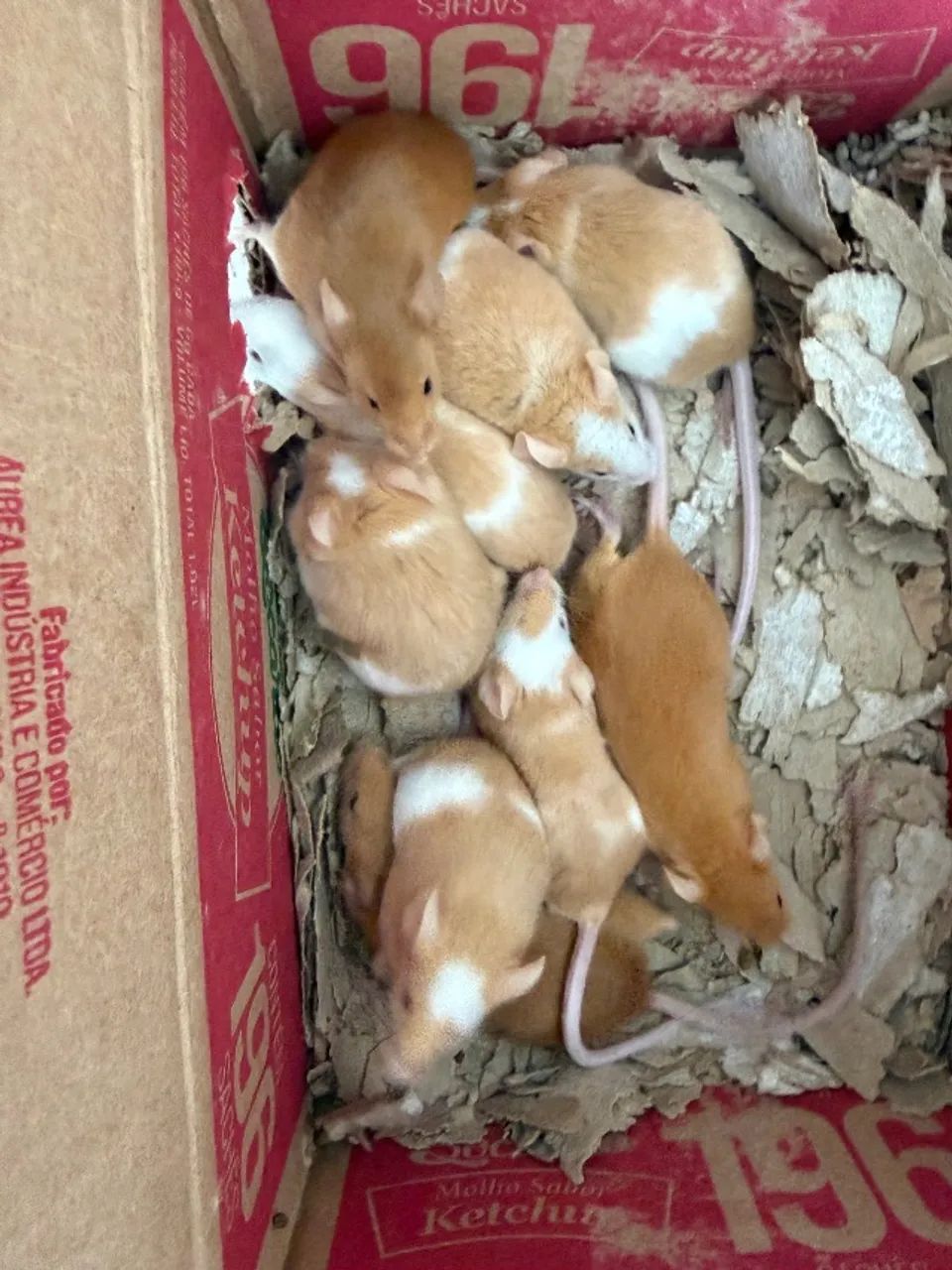 Camundongos 