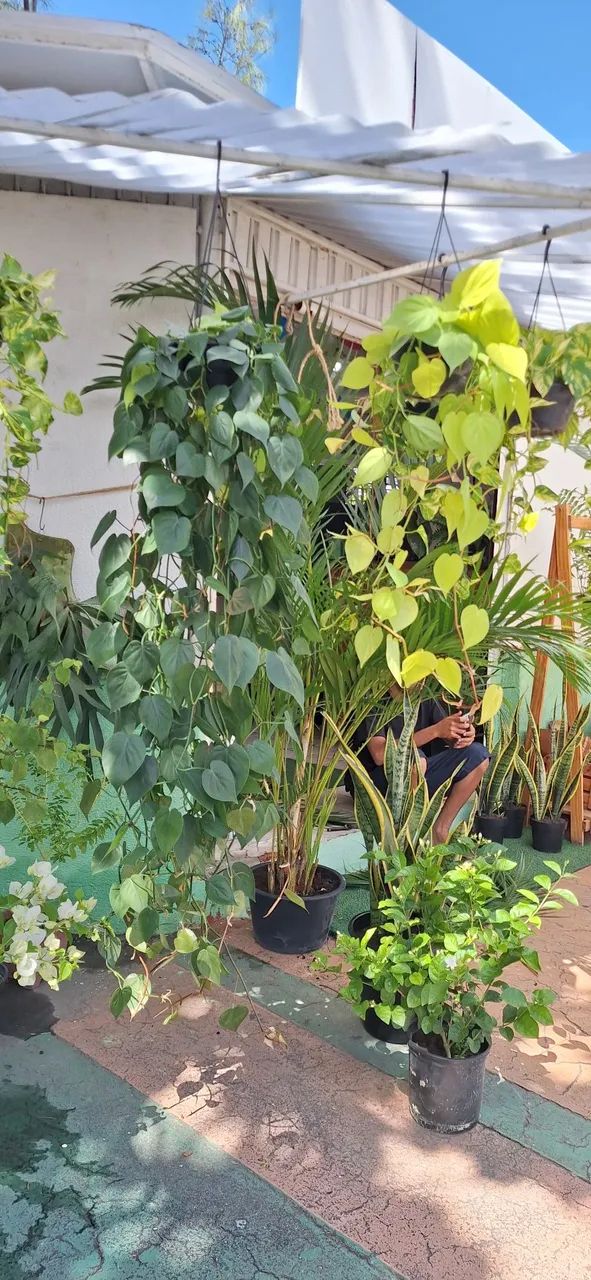 Planta filodendro verde (enorme) - Foto 3