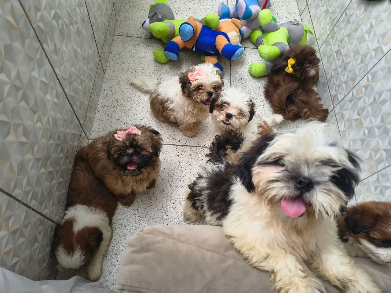 Shihtzu e Lhasa Apso a partir de 800 - Foto 4