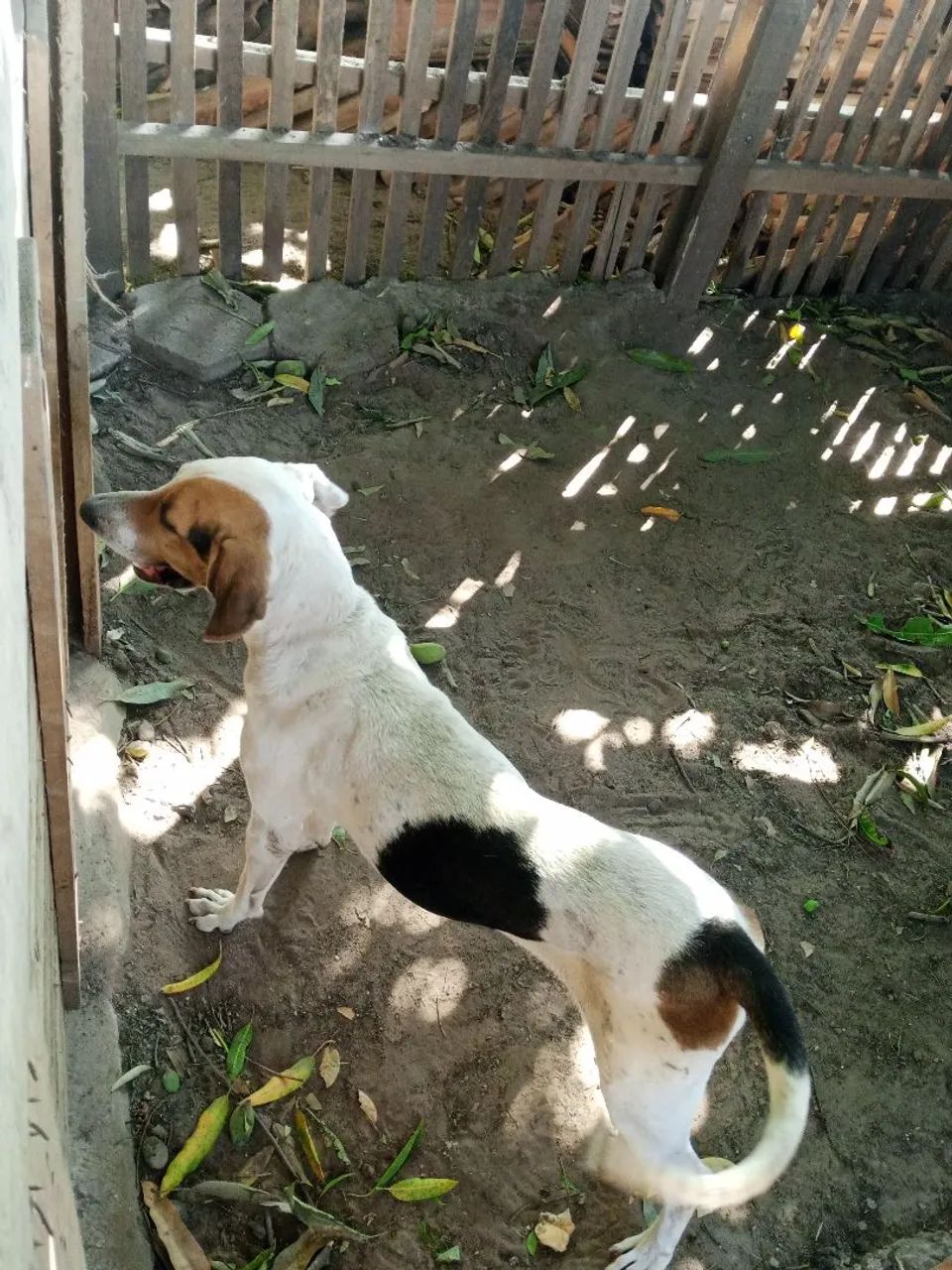 Fox hound Americano  - Foto 2